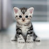 kitten food_kitten shop_kitten behavior_kitten milk_kitten play_kitten toy_baby kucing_mainan kucing_makanan kucing_kedai kucing_petto